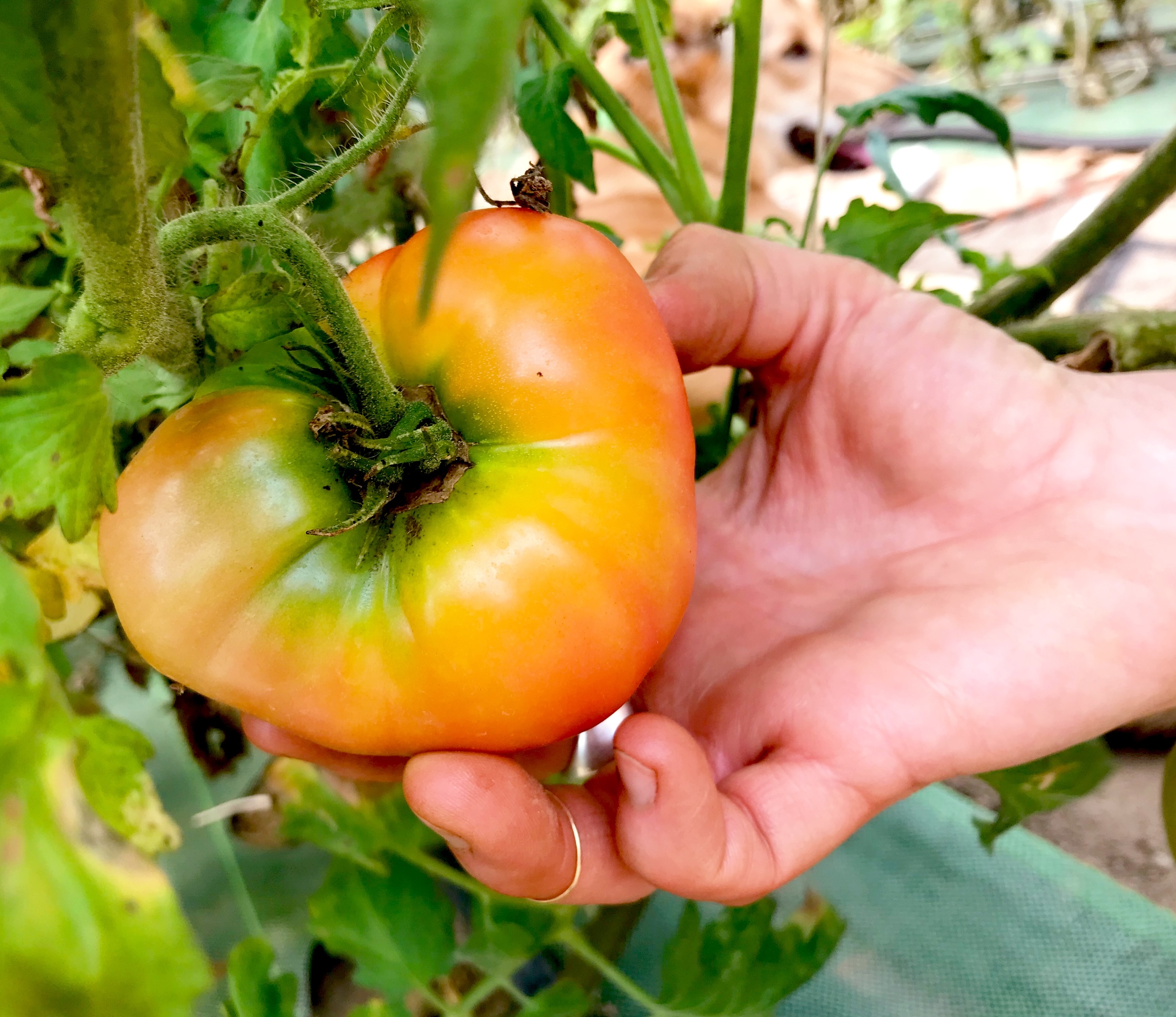 A hand holds a large heirloom tomato still on a vine.