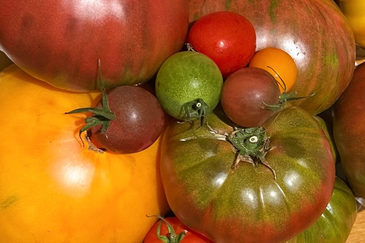 a bunch of colorful heirloom tomatoes.